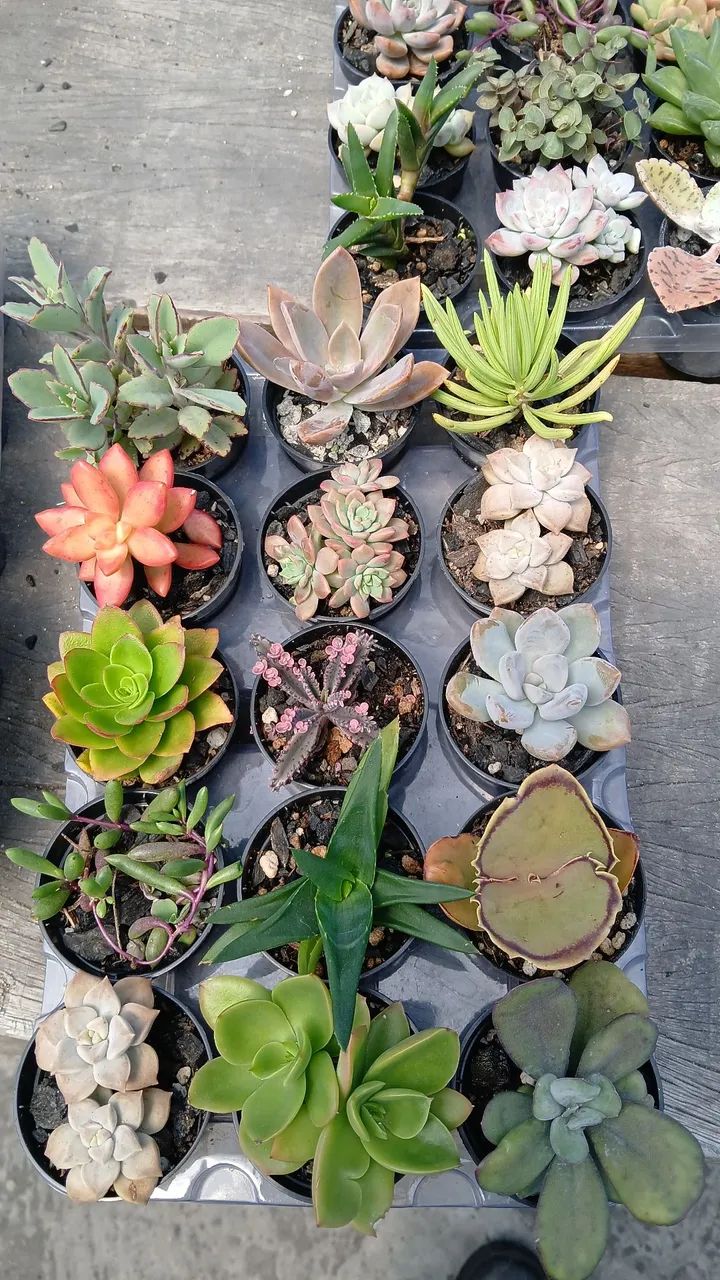 Suculentas e Cactos a partir de 2 reais