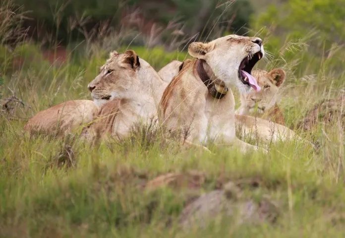 Lente Canon EF 70-300mm F/4-5.6L IS USM - Foto 6