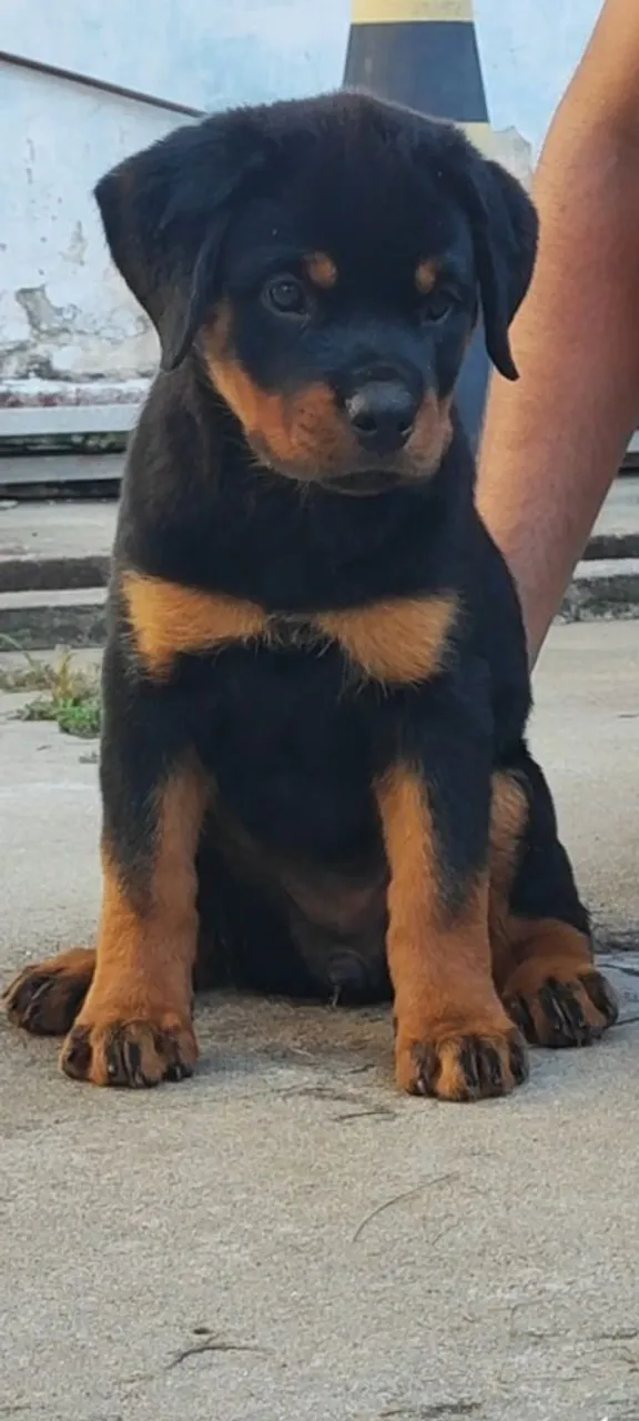 Linda Filhota de Rottweiler com Pedigree 
