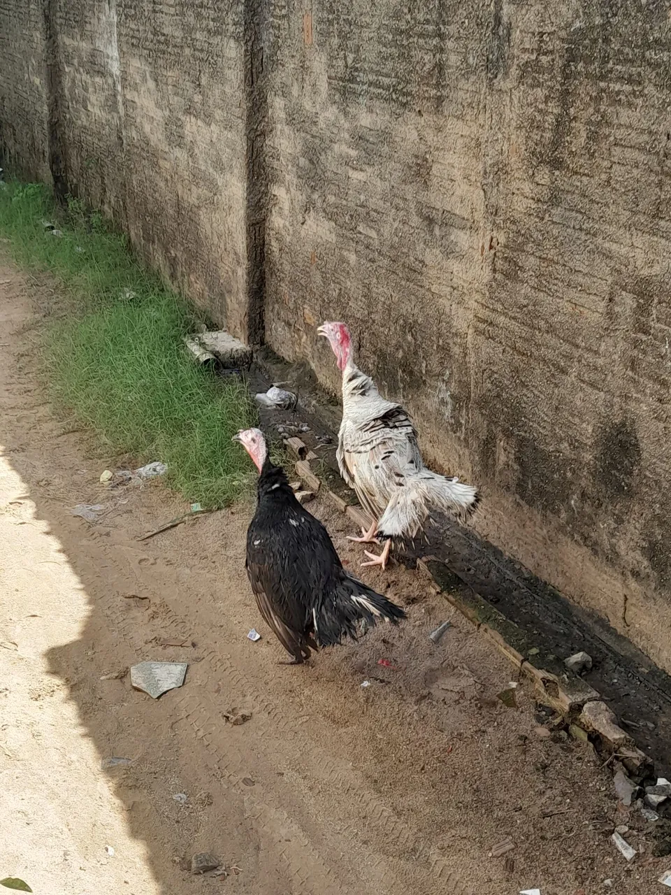 Casal de perus