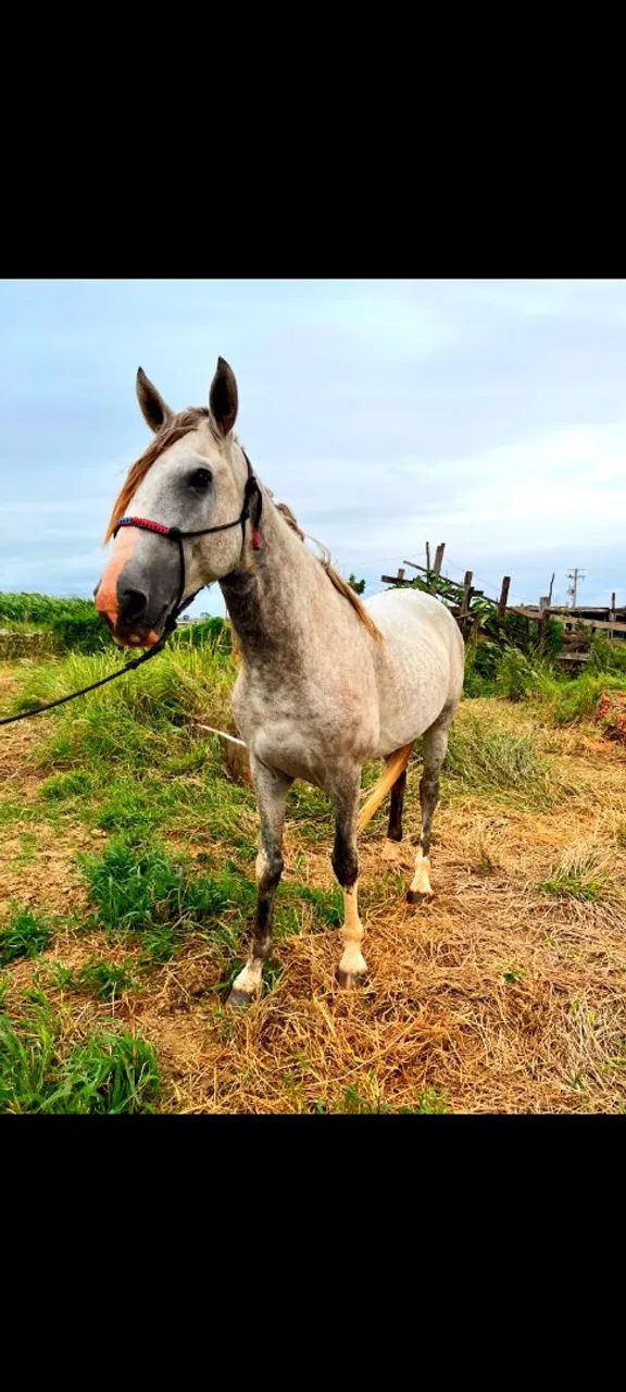Garanhão Mangalarga  - Foto 2
