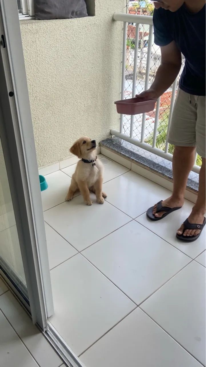 CACHORRO EDUCADO DENTRO DE CASA - Foto 4