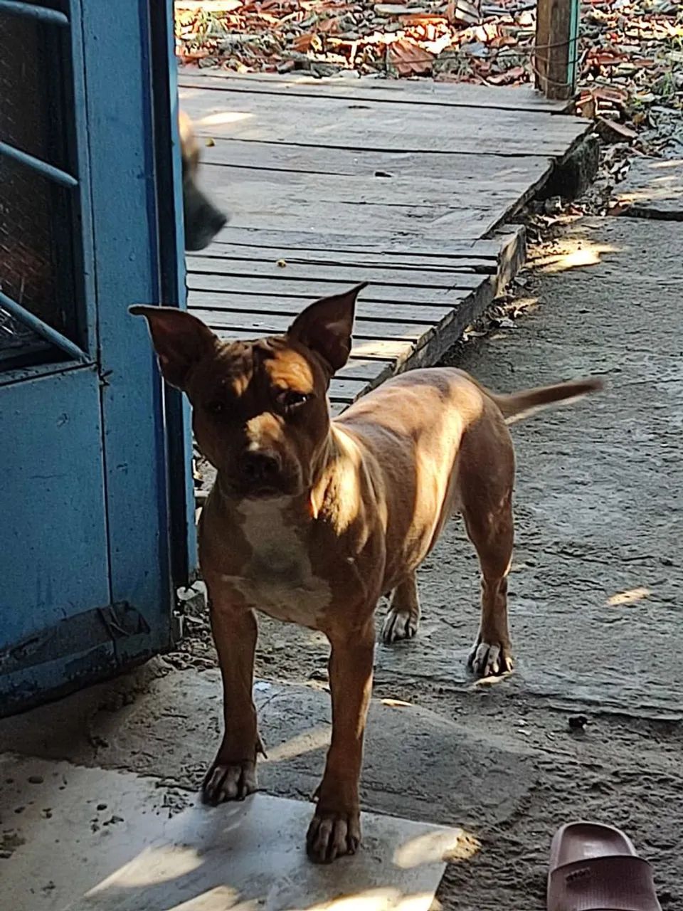Pitbull disponível para adoção