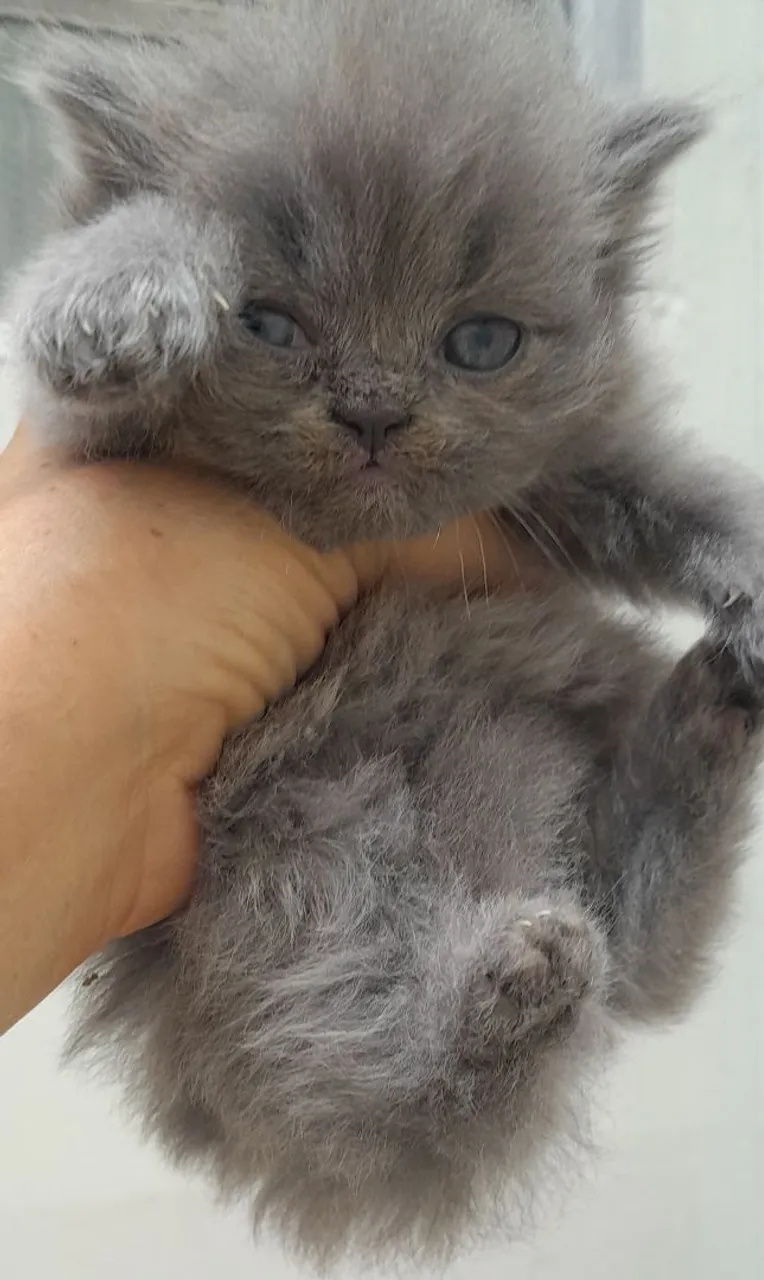 Filhote de Gato Persa