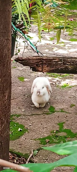 Casal de Coelhos Mini Lop - Foto 6