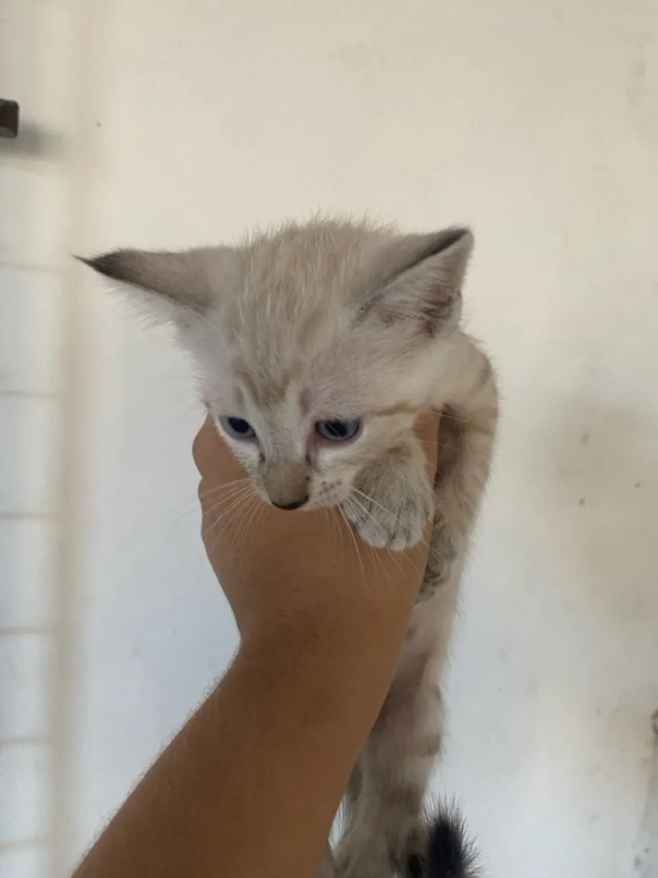 Gatinho filhote para adoção - Foto 3