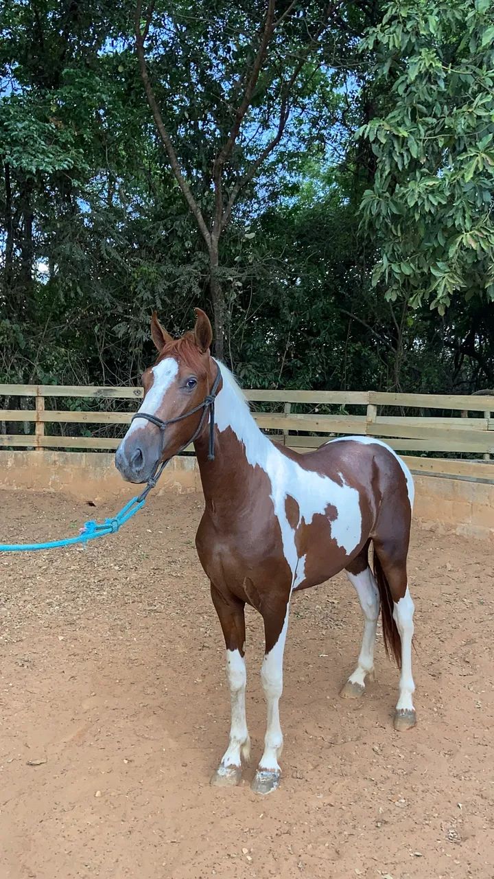 VENDE-SE POTRO PAMPA DE MARCHA PICADA - Foto 2