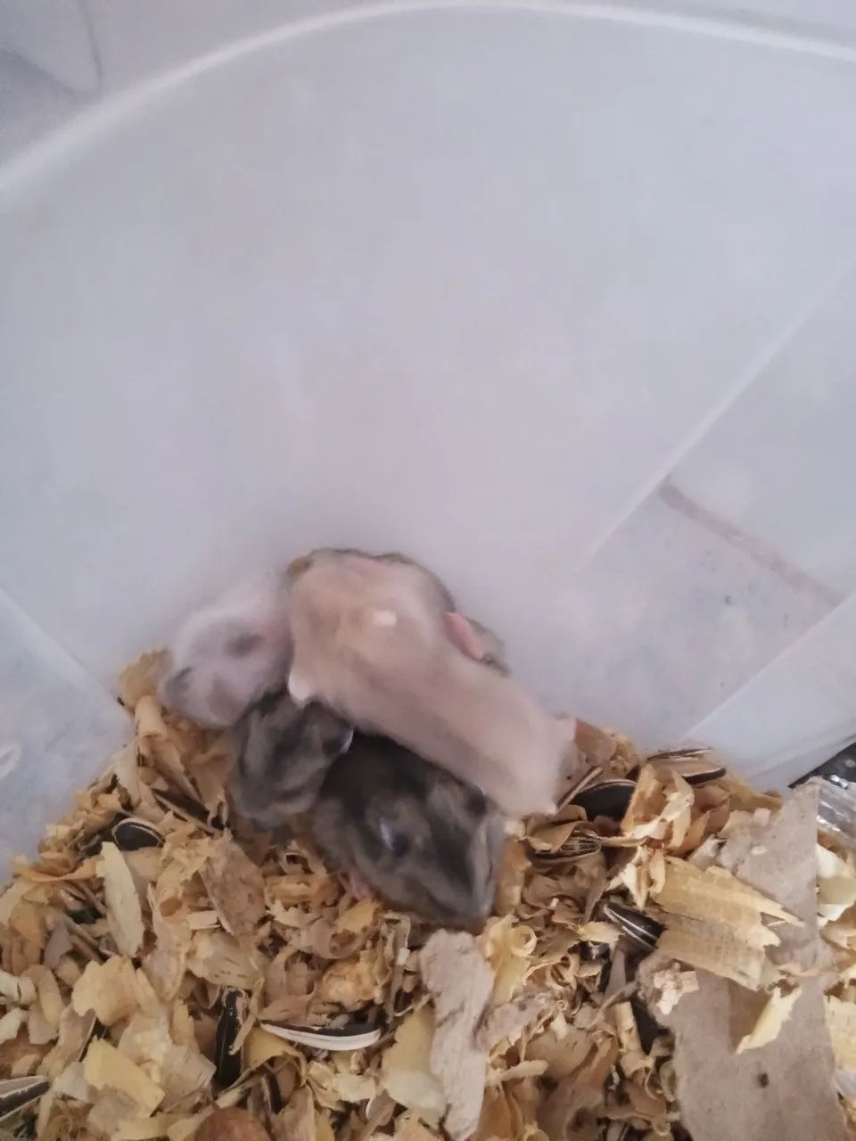 Hamster anão russo  - Foto 4