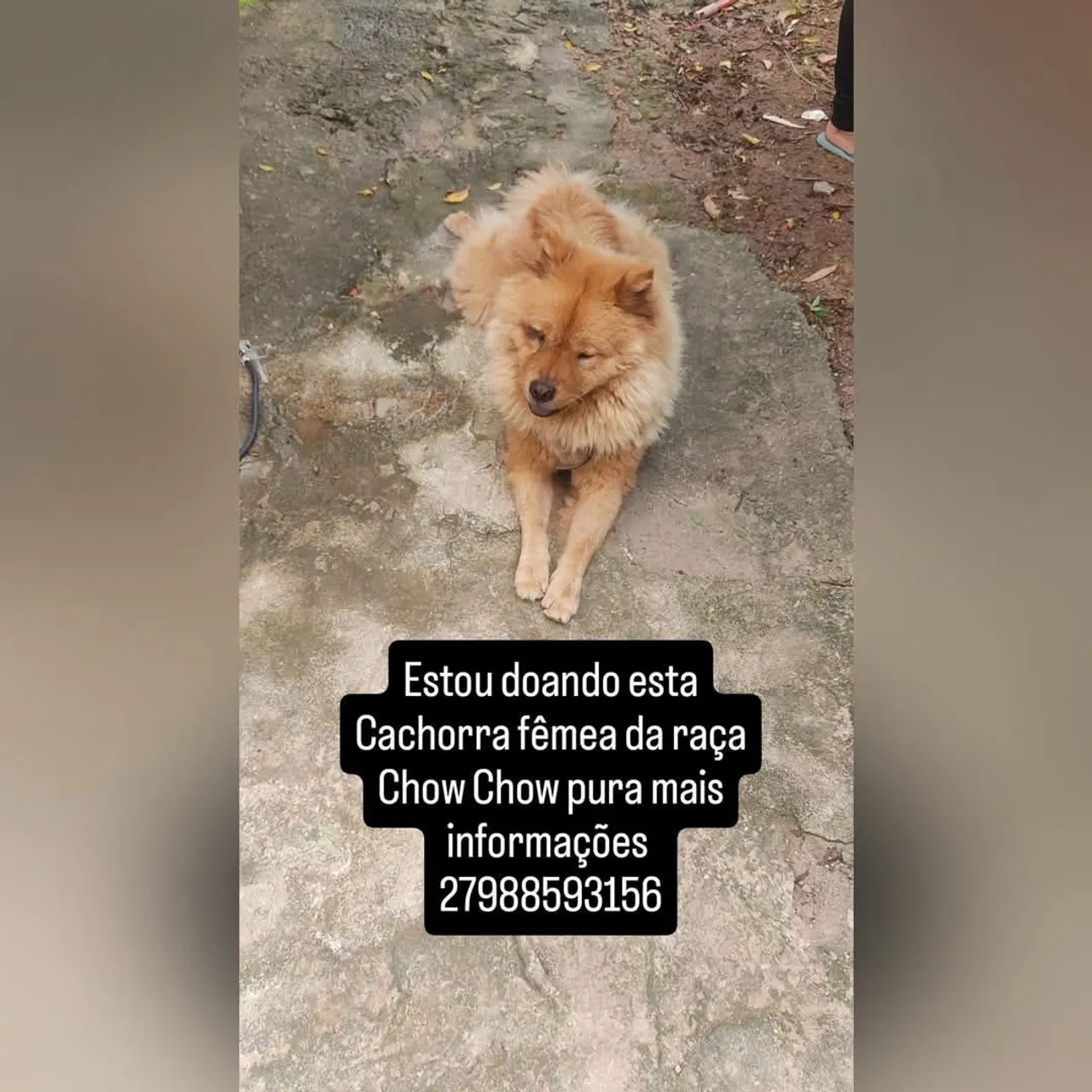 Chow Chow fêmea pura docil para doação
