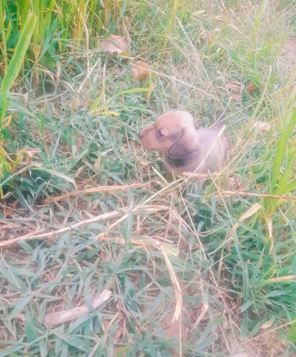 Filhote de Dachshund - Foto 3
