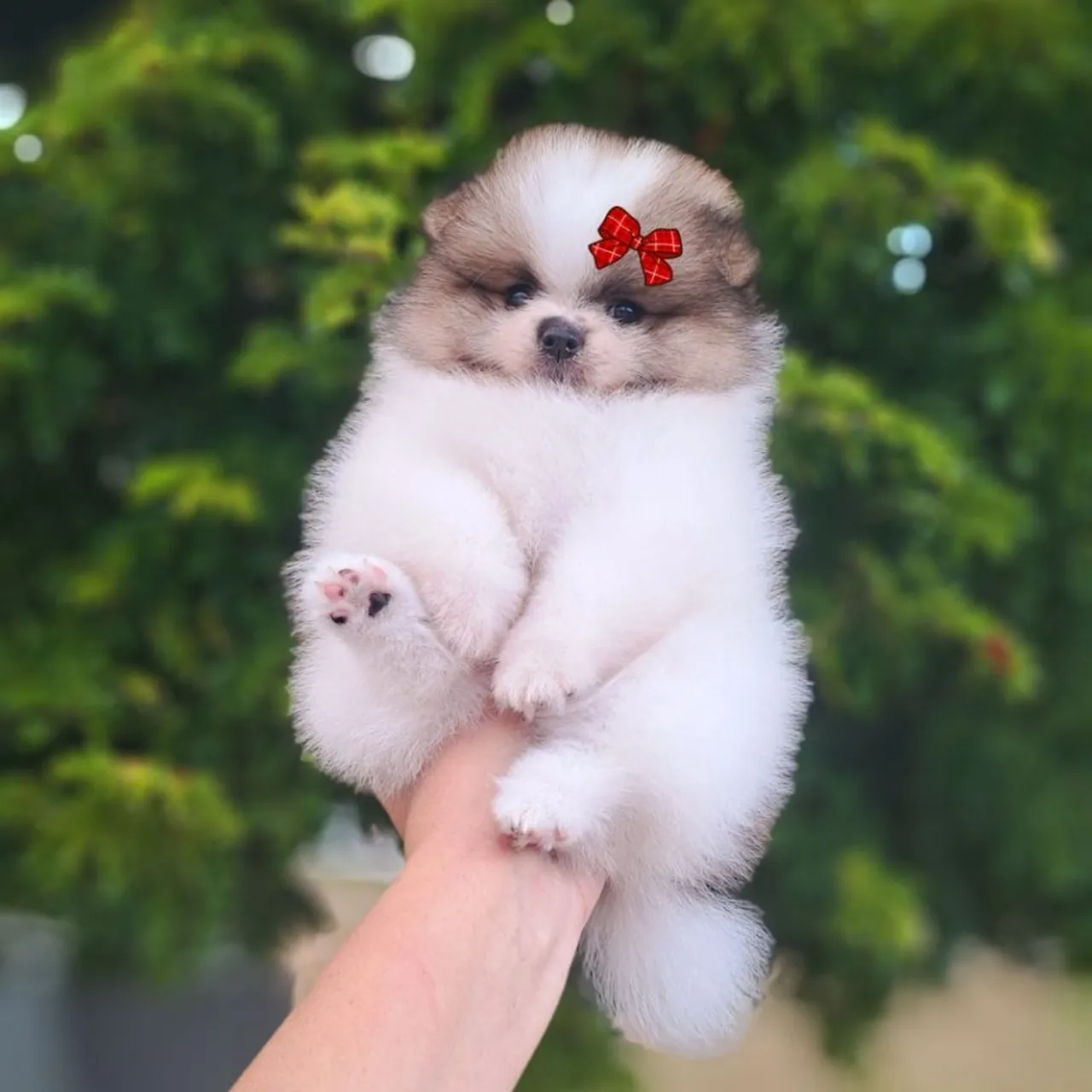 Lindos Filhotes ANÕES Lulu da Pomerânia