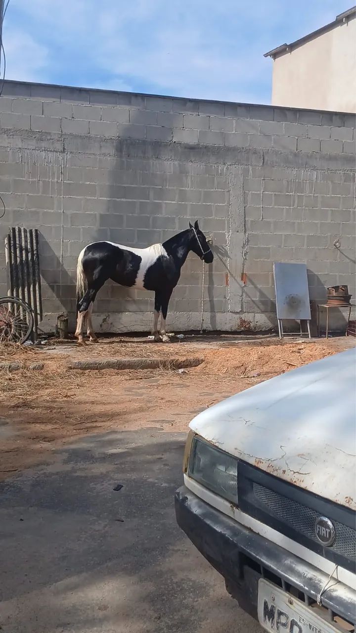 Potra 2 anos e3 meses  - Foto 4