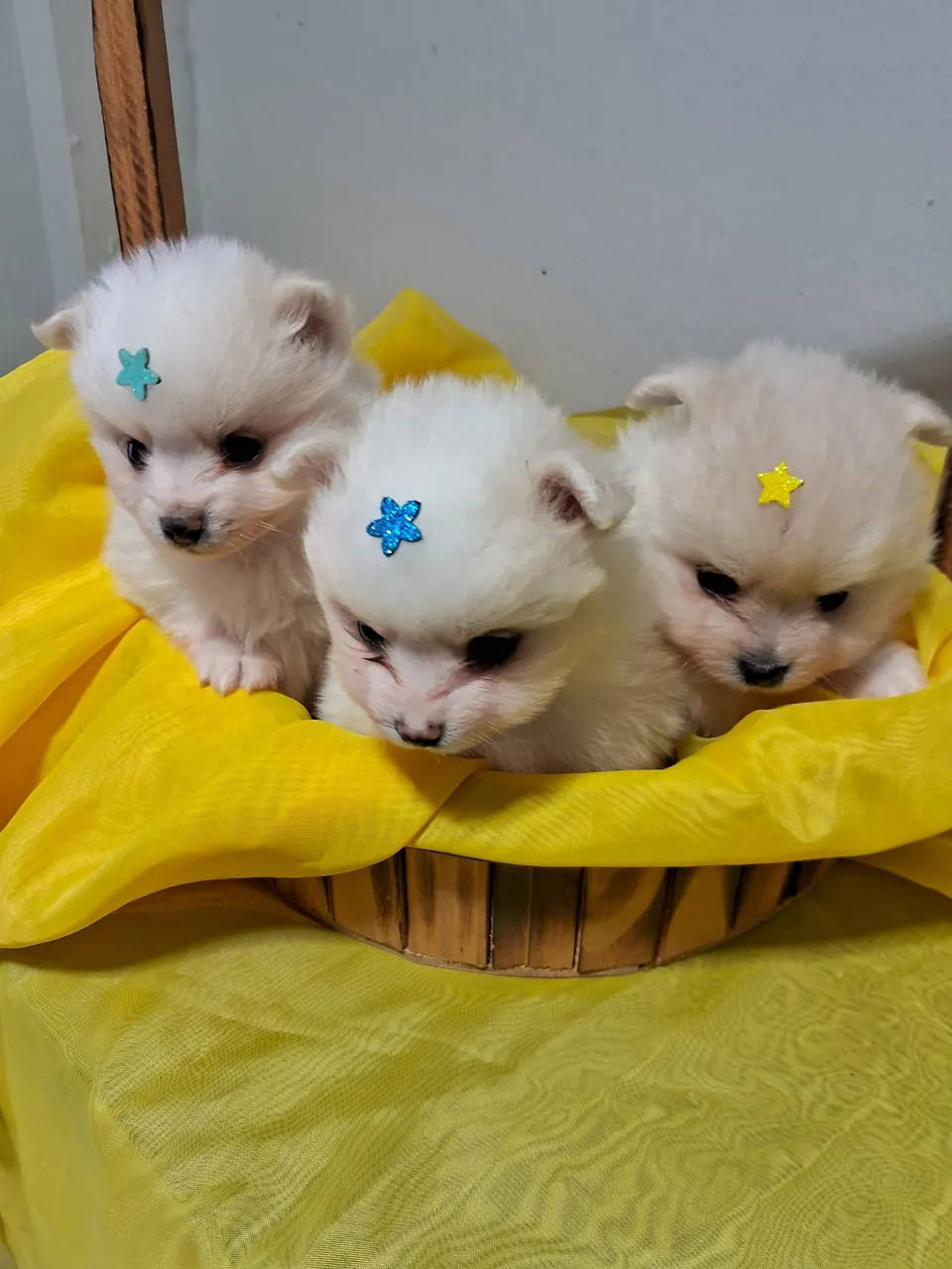 Filhotes de Spitz Alemão Lindos e Fofos