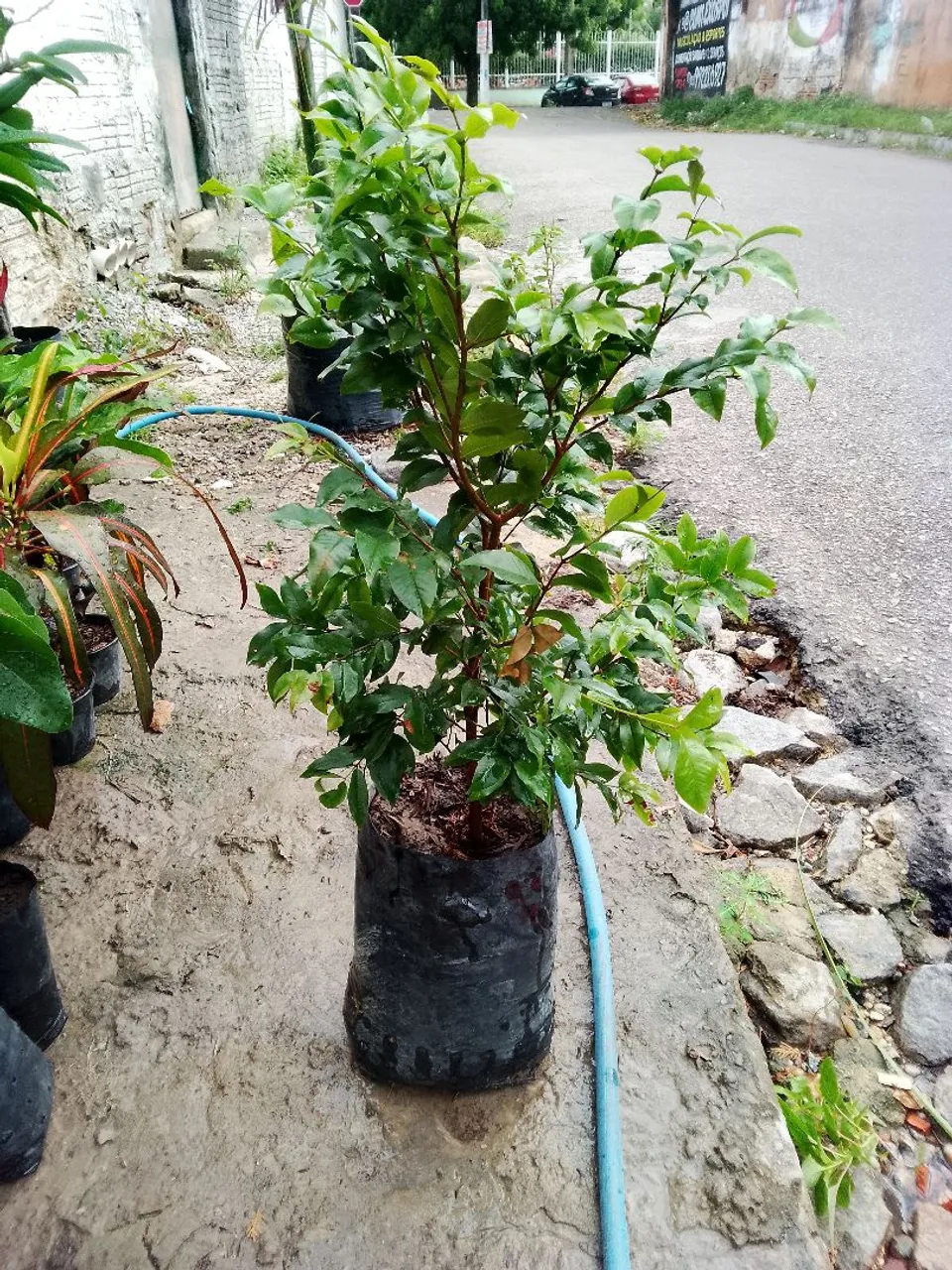 Muda de planta pequena