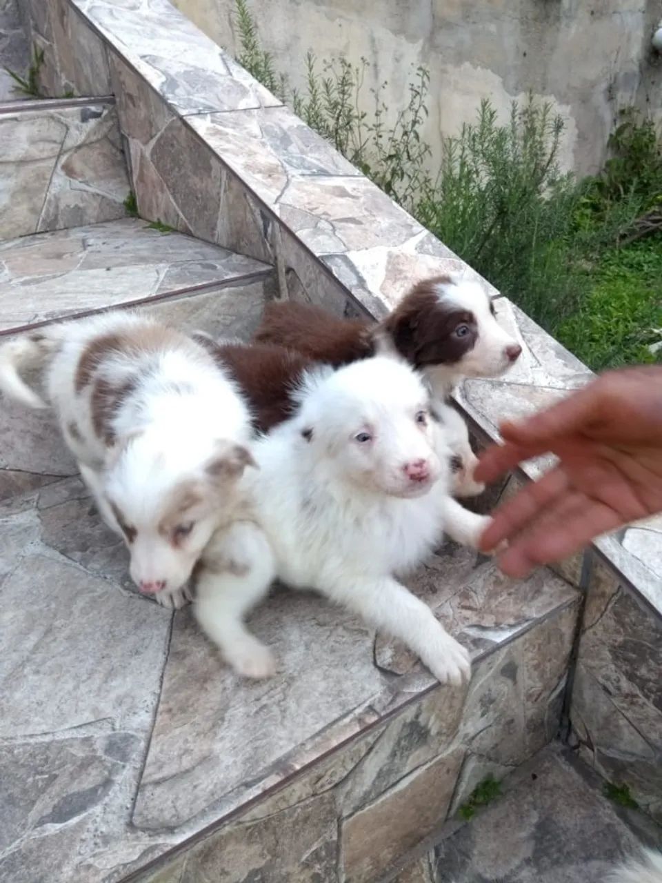 TRÊS FÊMEAS DE BORDER COLLIE COM 57 DIAS TODAS VACINADAS E COM PEDIGREE DISPONÍVEIS 