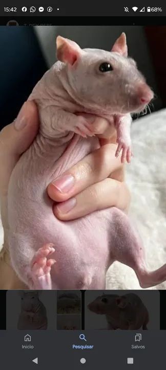 Hairless a venda  - Foto 4