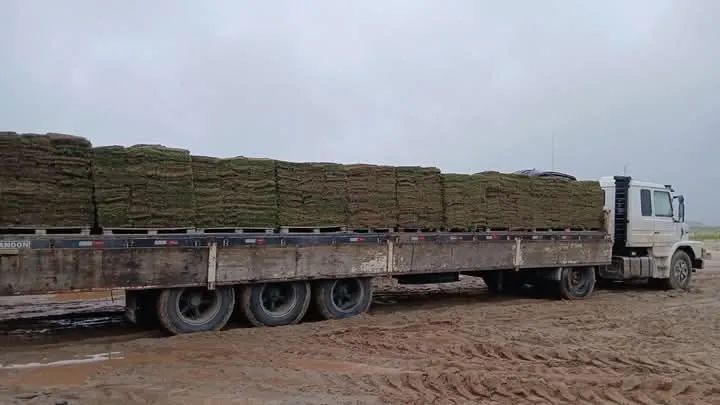 Grama esmeralda miñimo pra entrega 600 mts Direto de Itapetininga  - Foto 2