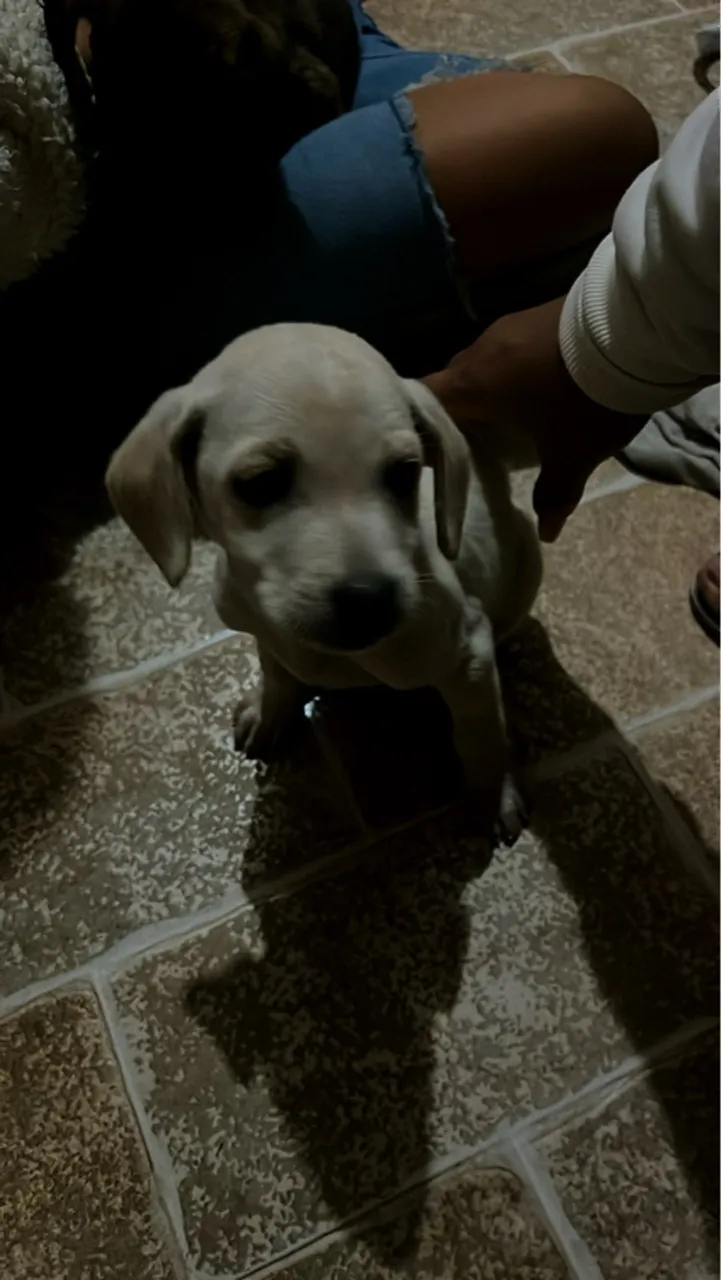 Filhote de cachorro fofo