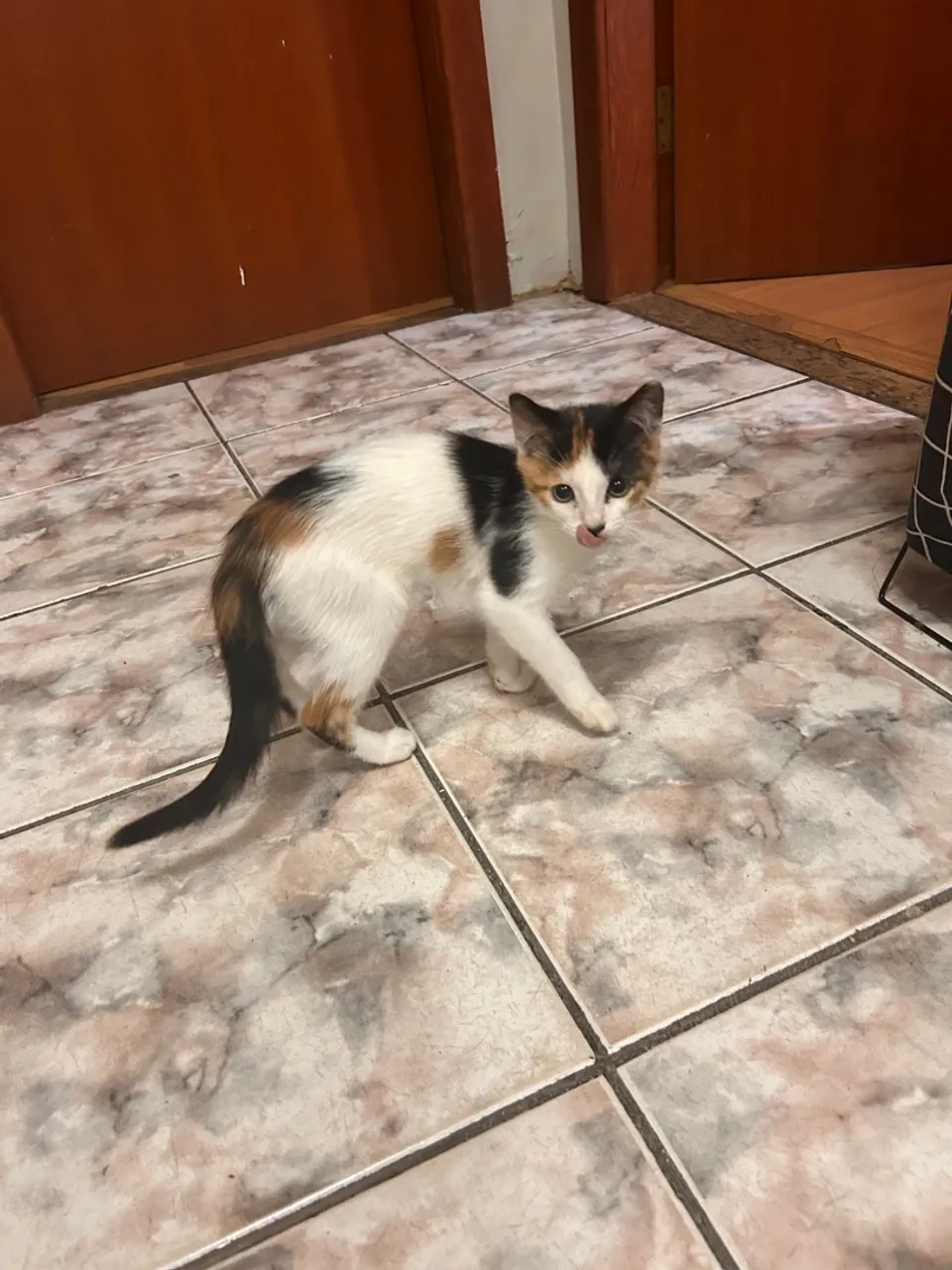 Gatinhas de 3 meses