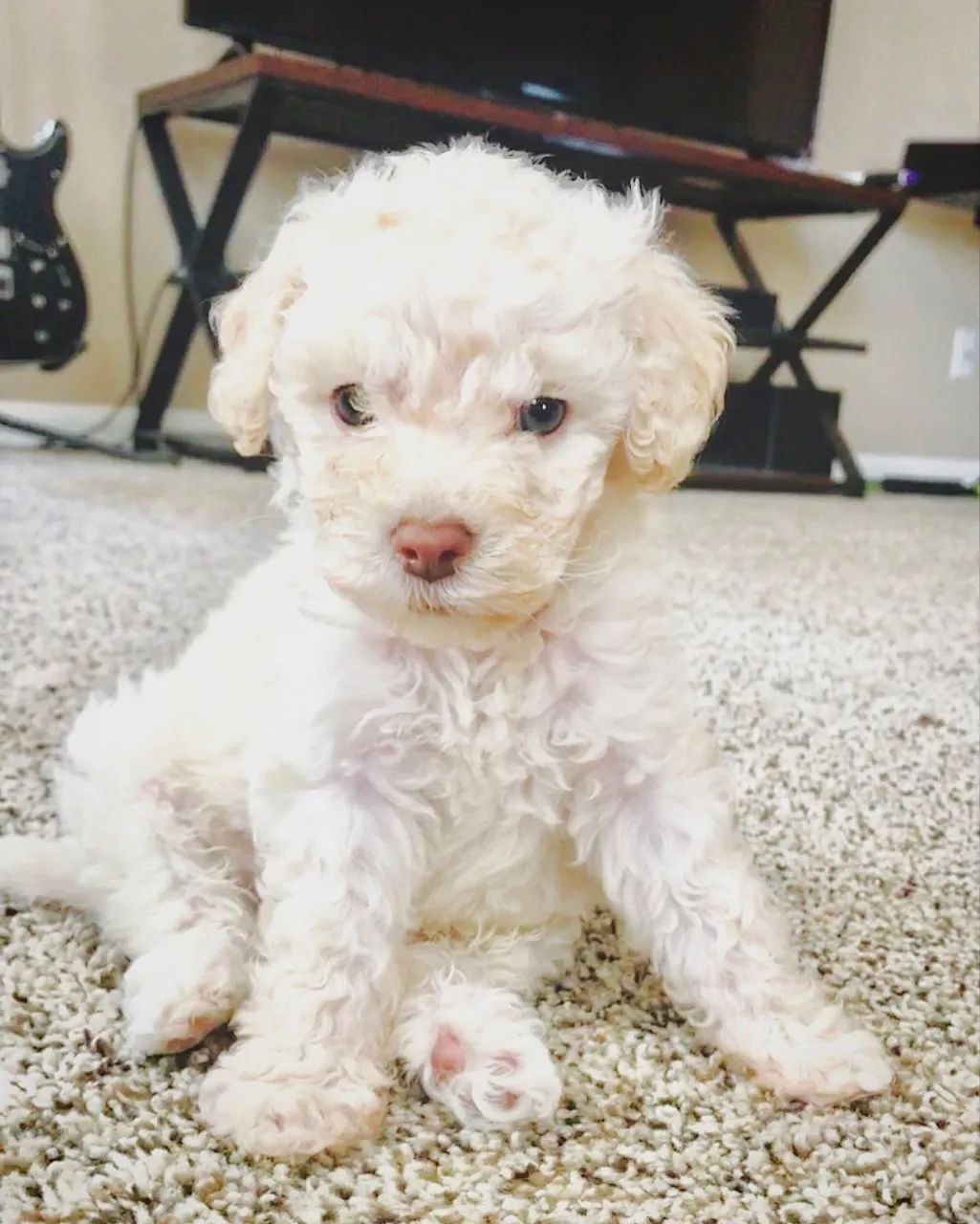 Poodle fêmea e macho aqui 