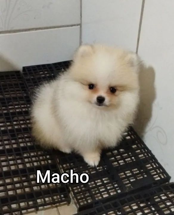 Lindos filhotes de Spitz Alemão - Foto 3