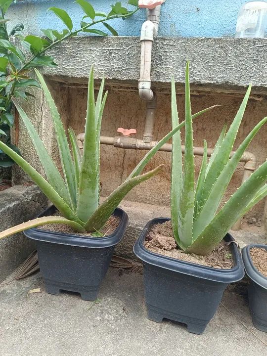 Mudas de Babosa Aloe Vera  - Foto 6