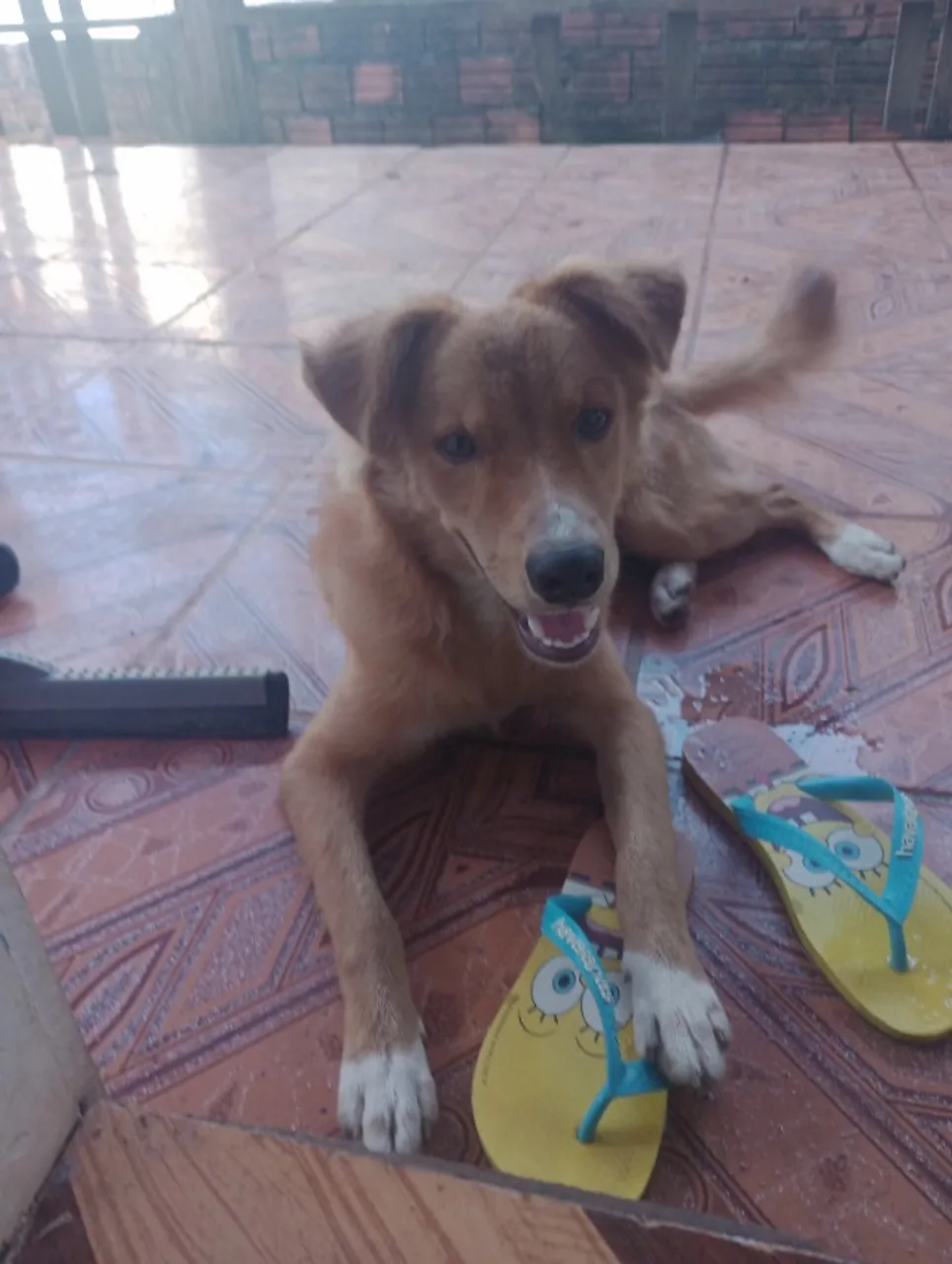 Estou doando um cachorro com 5 meses