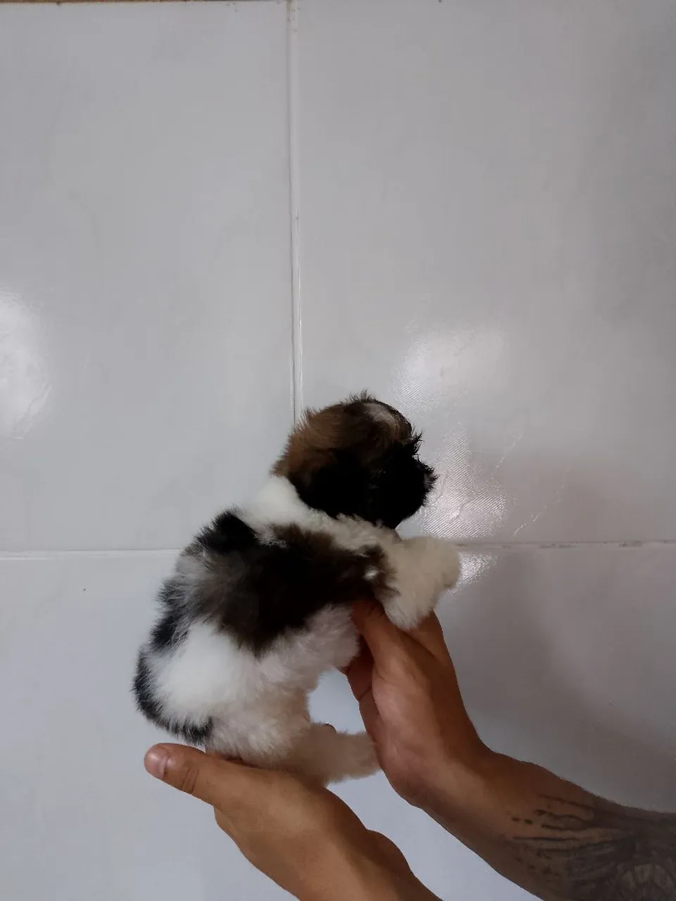 Filhote Shih Tzu