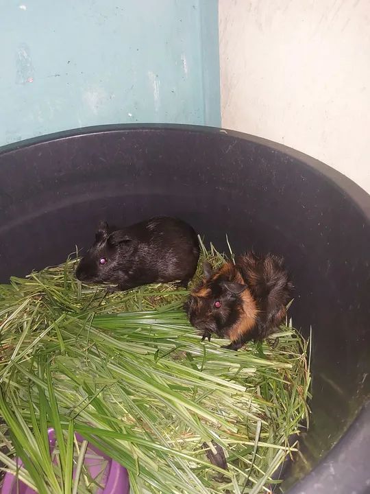 Porquinho da india casal - Foto 2