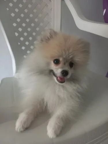 Filhote fêmea lulu da pumerânia - Foto 5