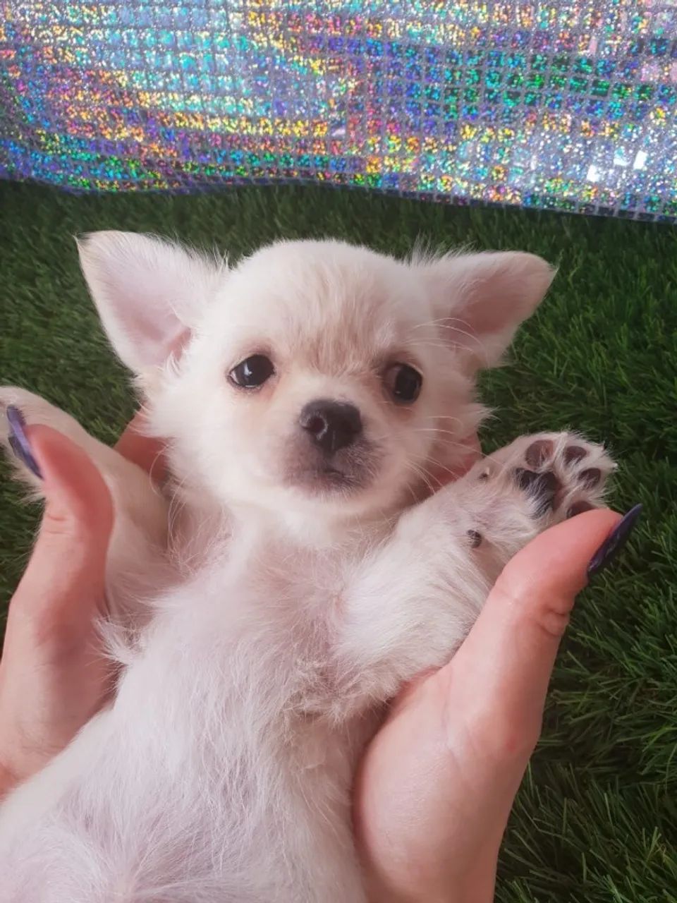 Chihuahua alegre e leal 