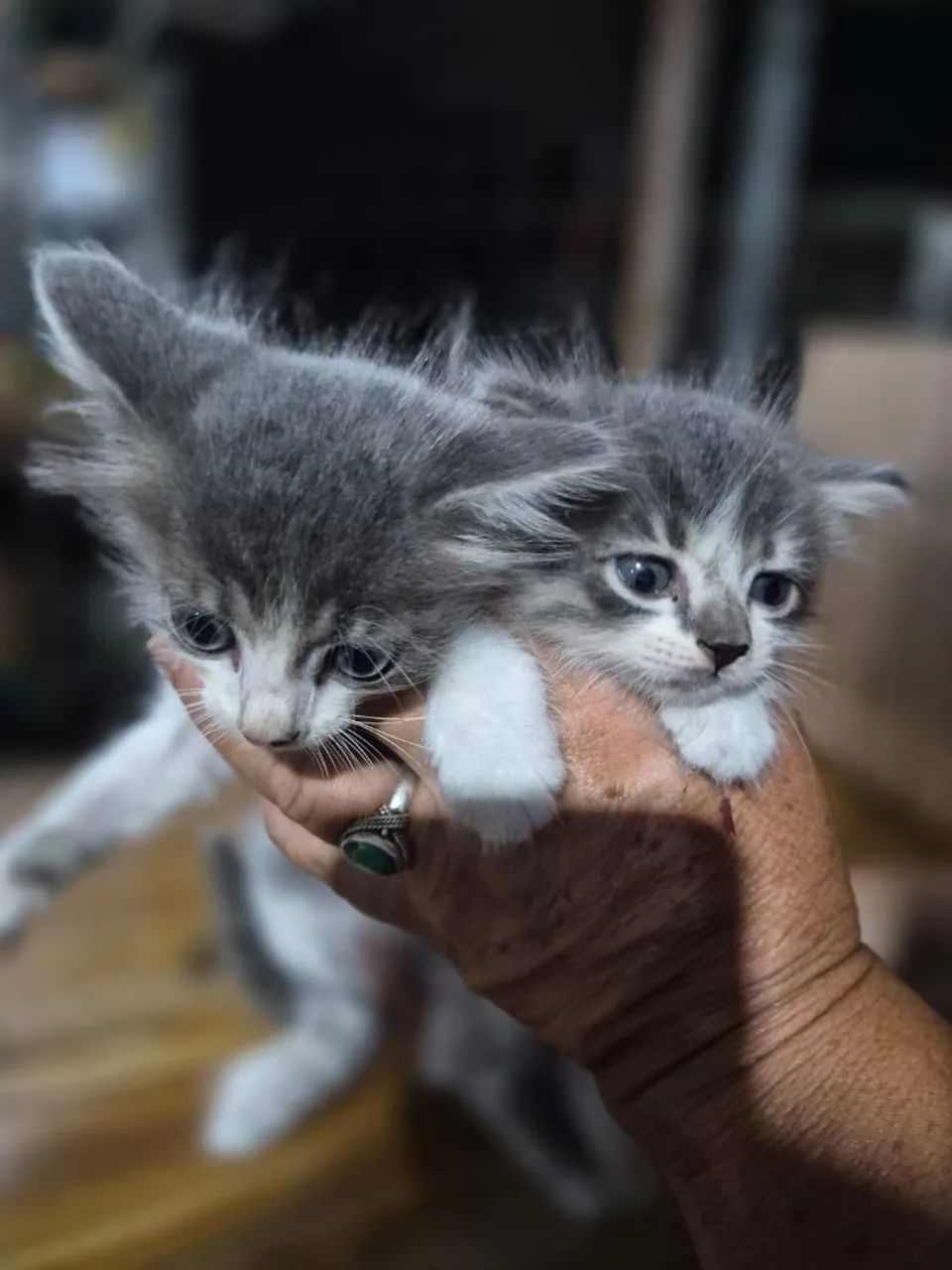 2 gatinhas lindas e carentes de amor