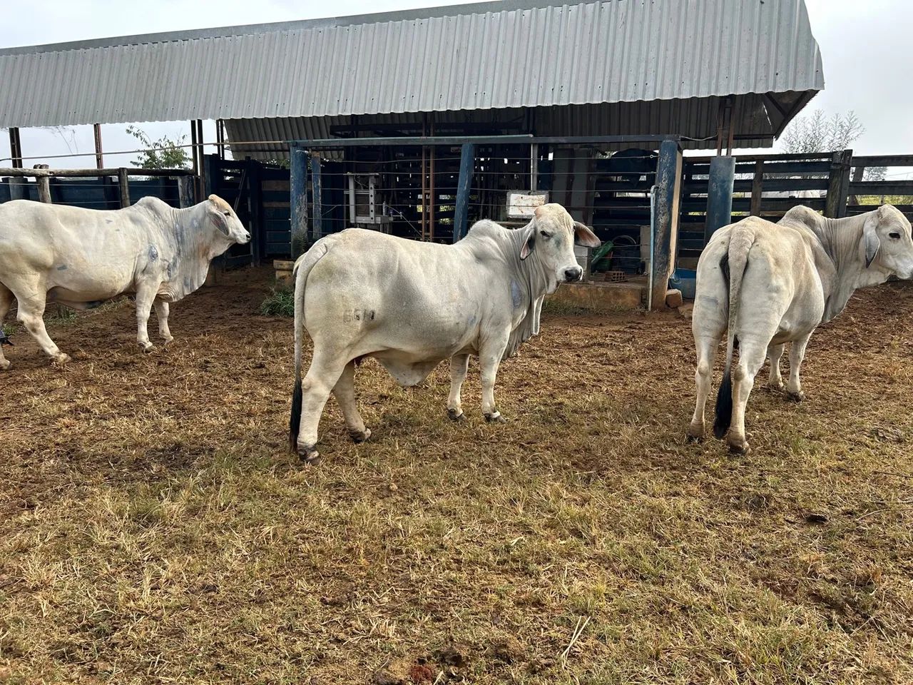 Matriz Brahman - Foto 2