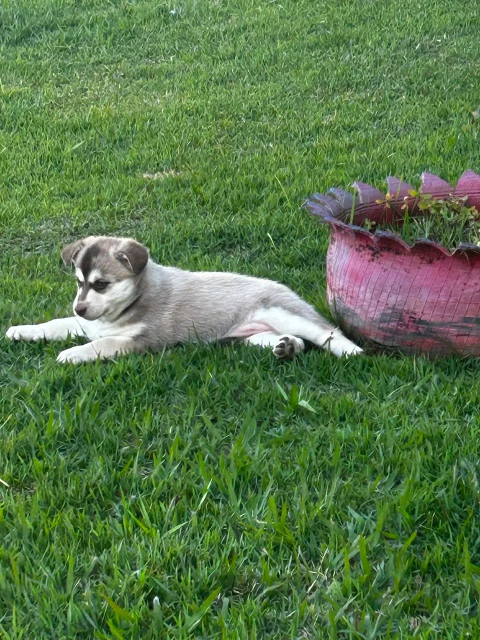 Husky Siberiano - Foto 2