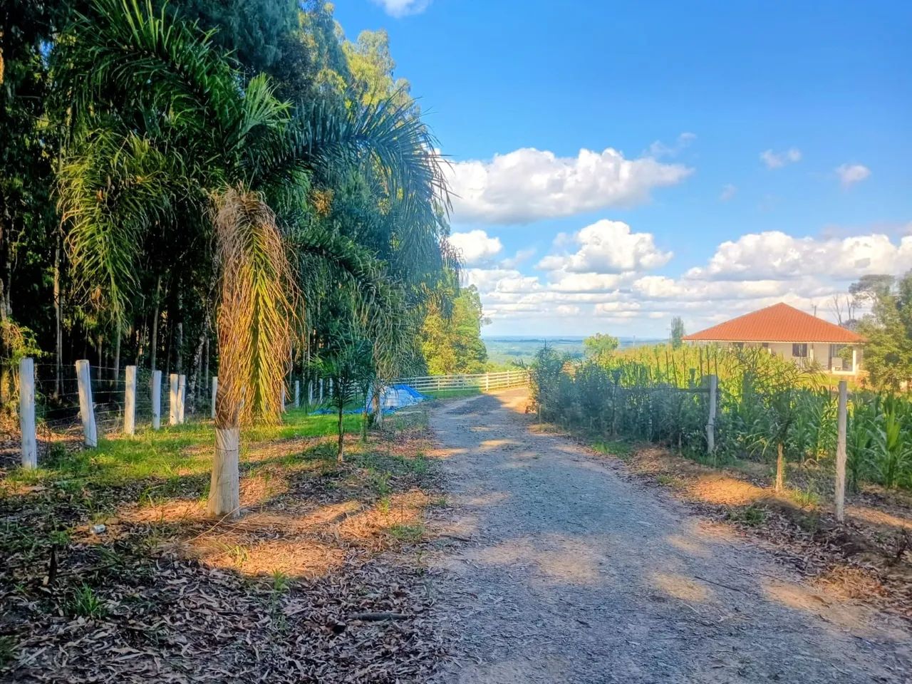 Vende-se três alqueires - Foto 4