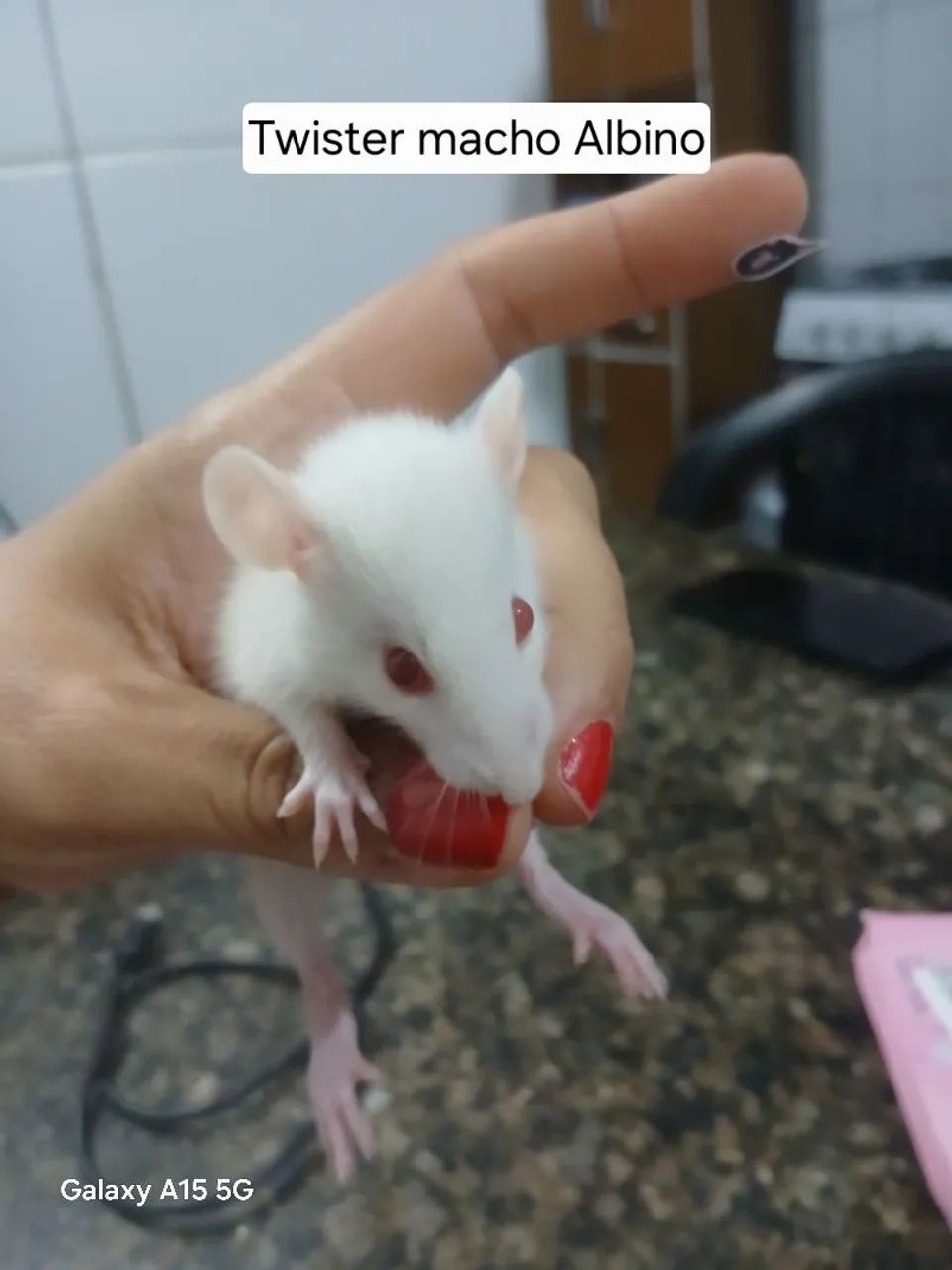Rato Twister  - Foto 3