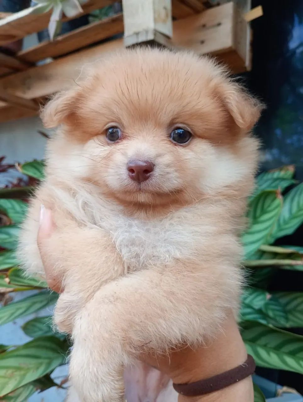 Spitz alemão macho - Foto 2