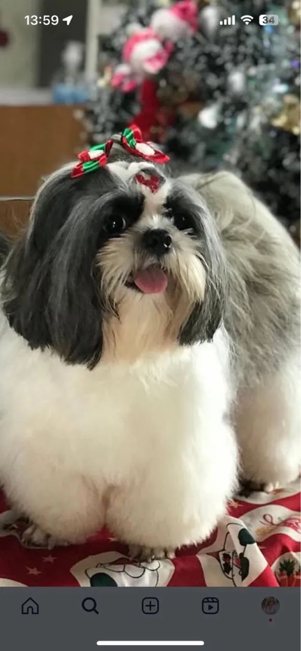 Vendo SHIH TZU - Foto 4