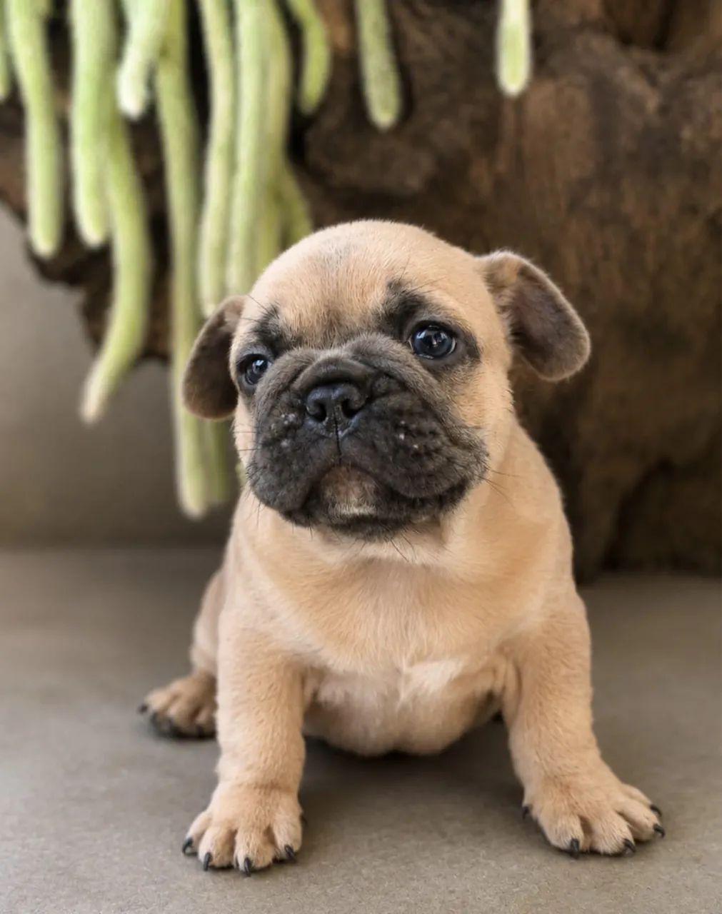 Buldogue francês macho  - Foto 4