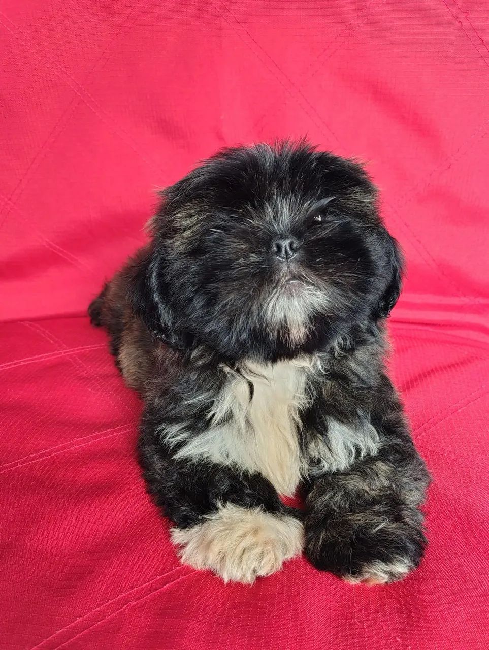 LHASA APSO MACHO BEM PEQUENO 
