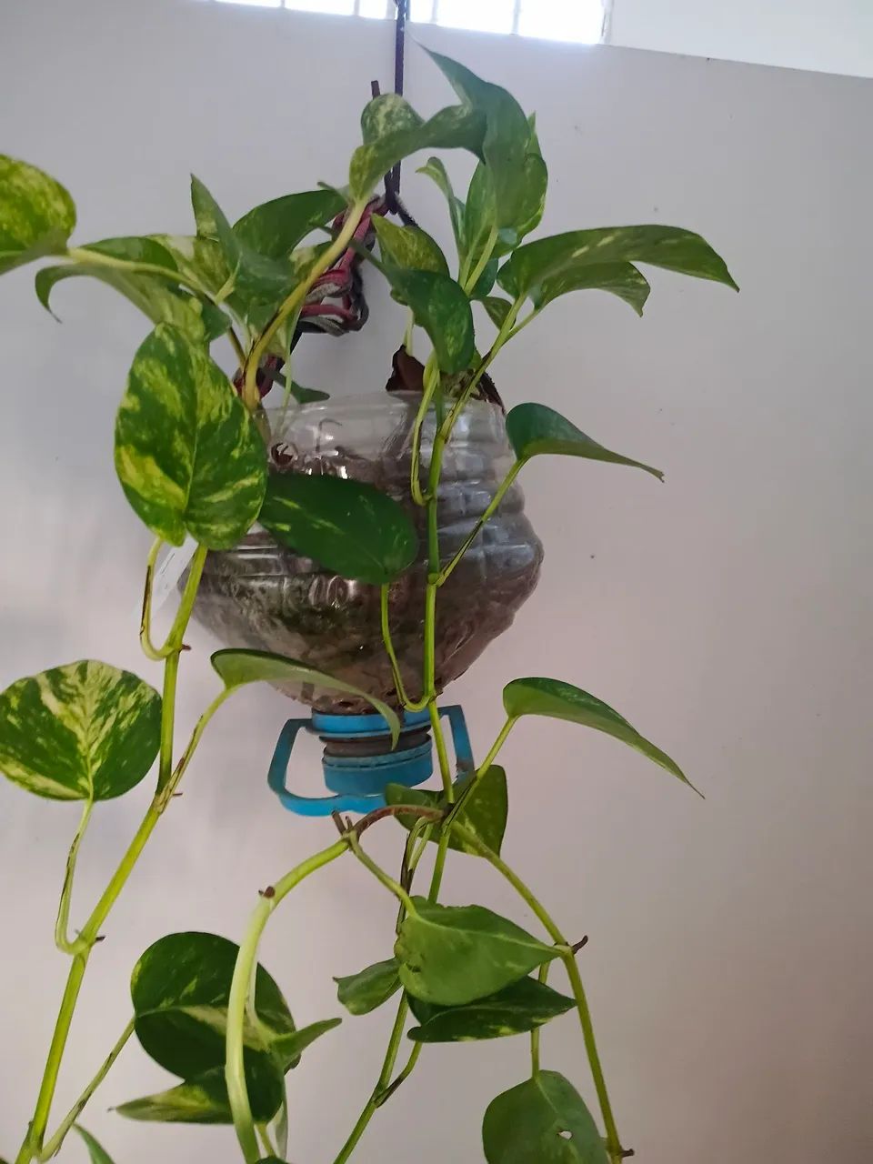 Plantas 