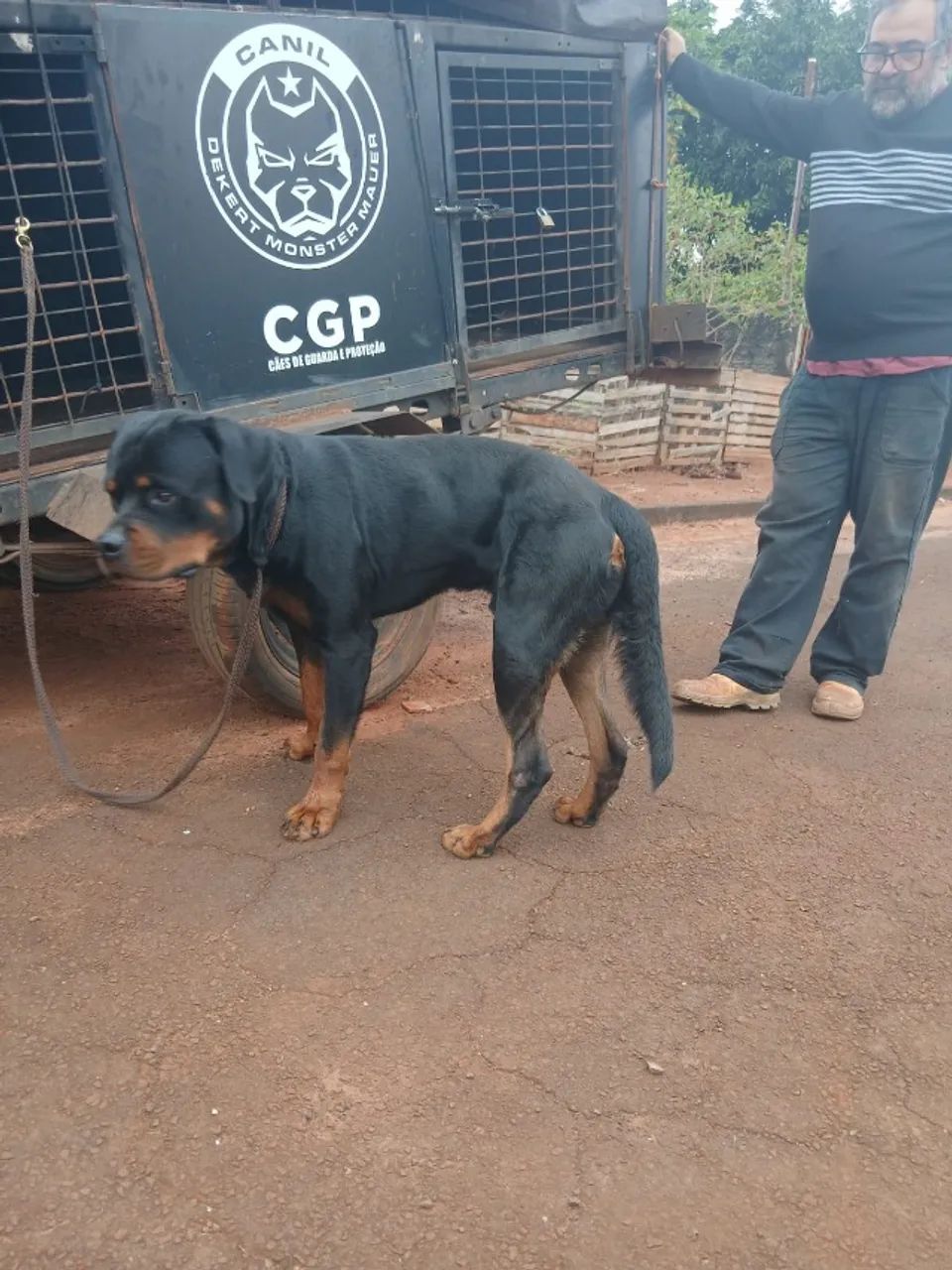 Rottweiler Macho para cruzar - Foto 2