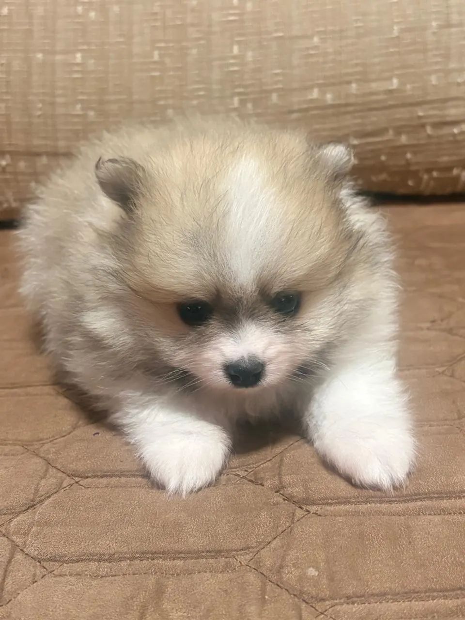 Cachorro  - Foto 3