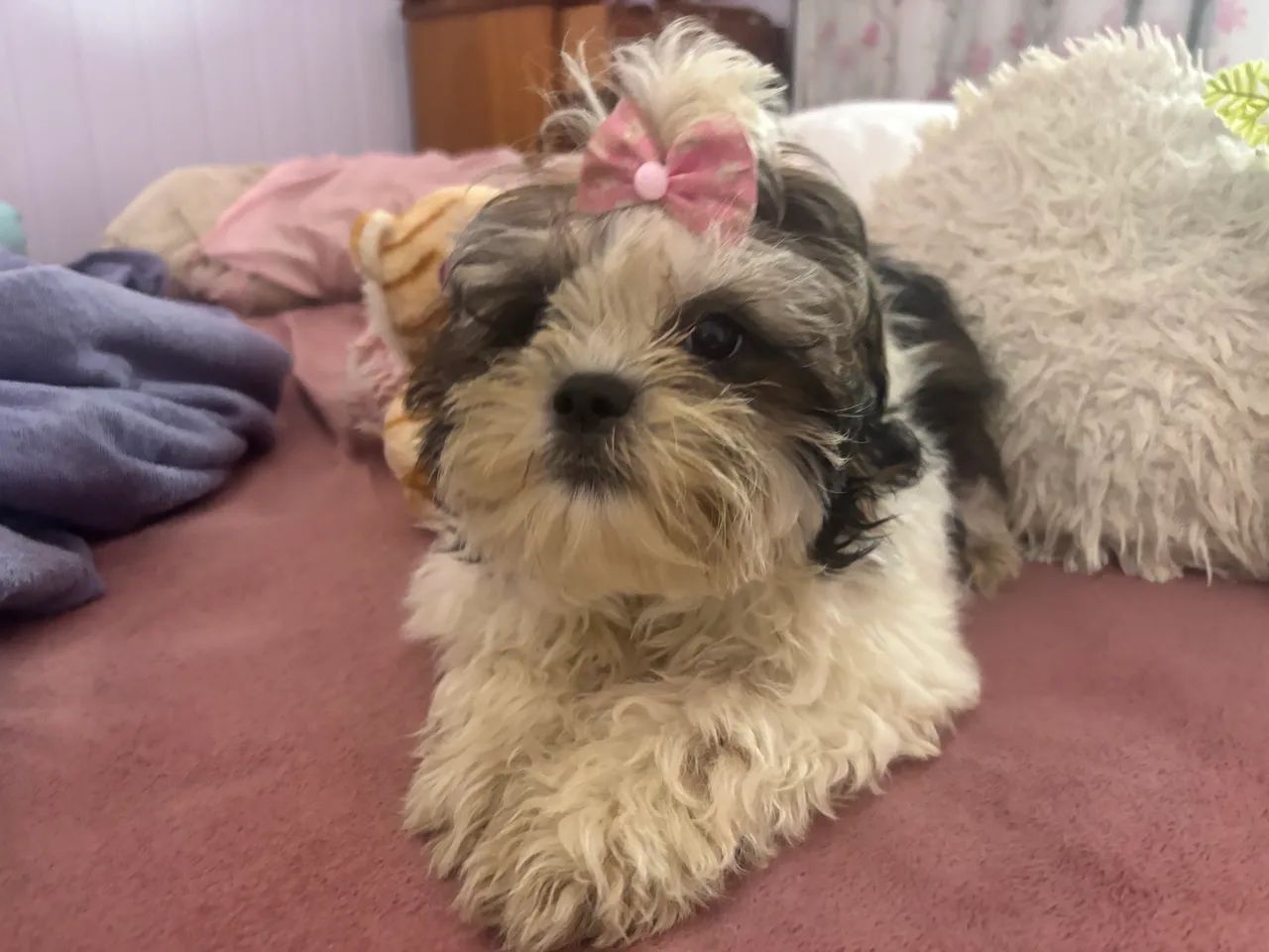 Shih tzu - Foto 2