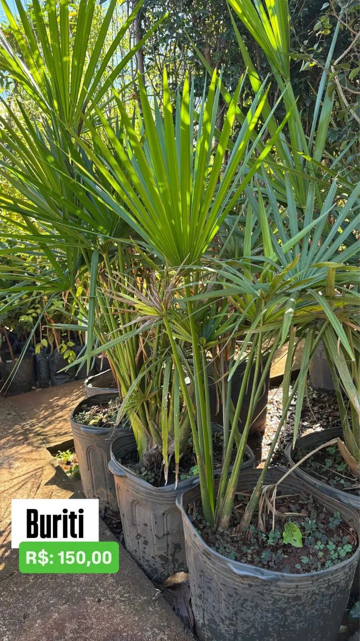 Mudas de Buriti 