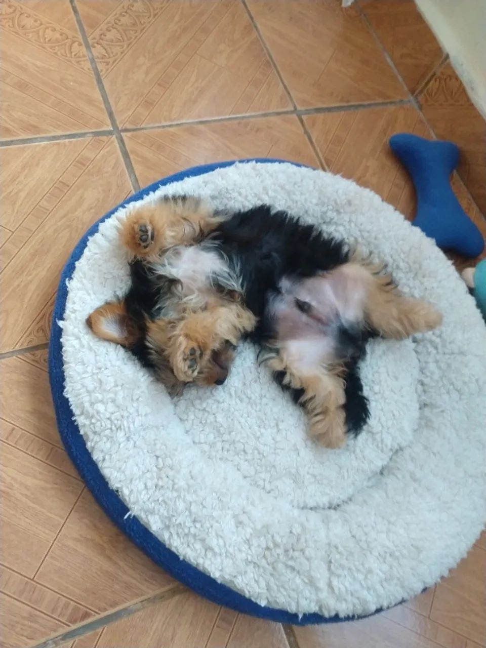 Yorkshire terrier - Foto 3
