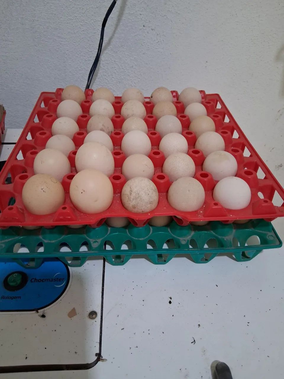 avisa e galinhas ovos 