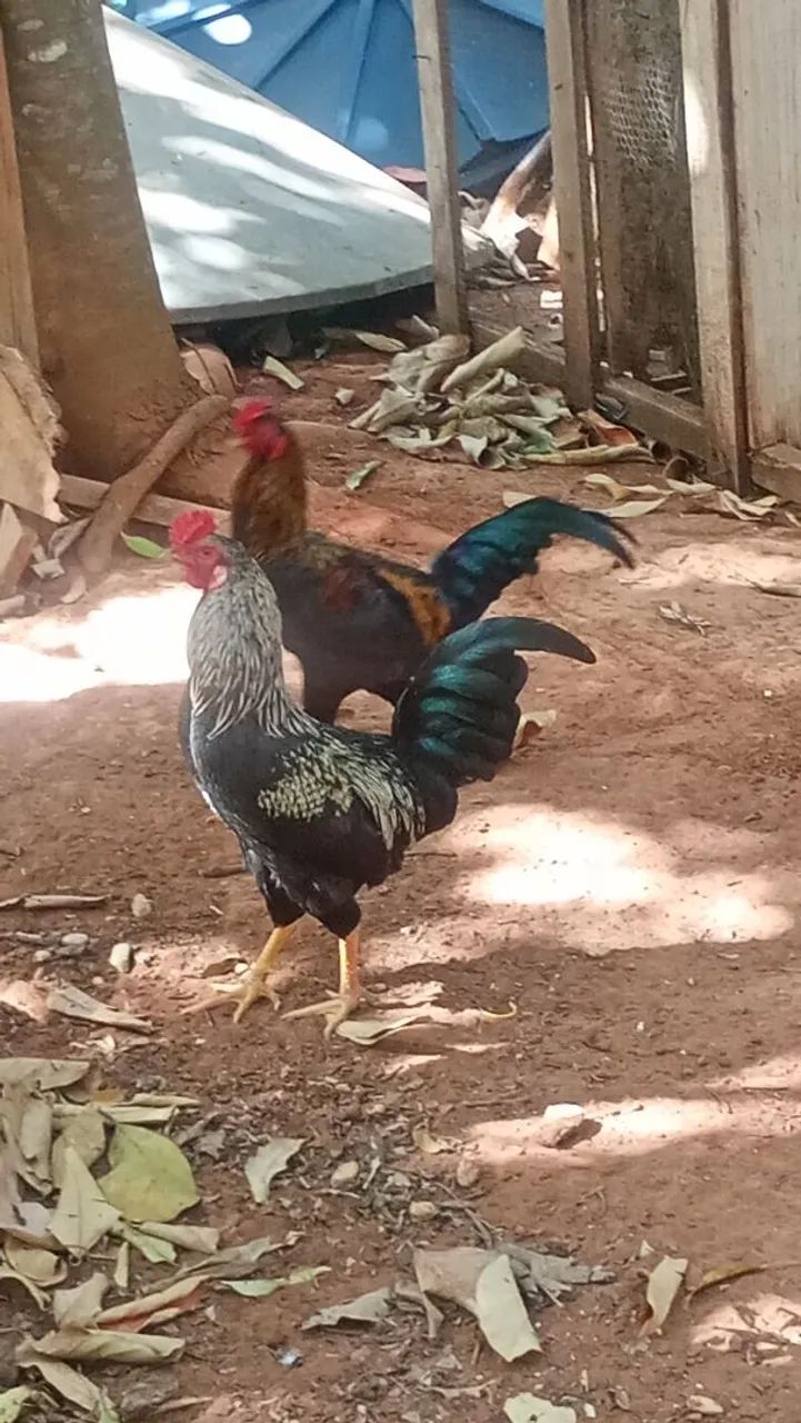 Galinhas e Galos - Foto 3