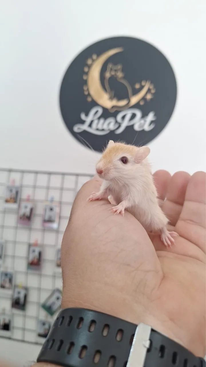 Gerbil - Foto 4