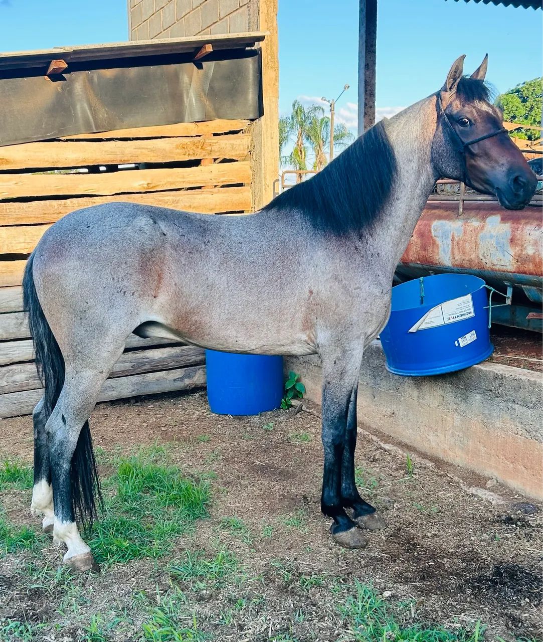 Cavalo - Foto 3